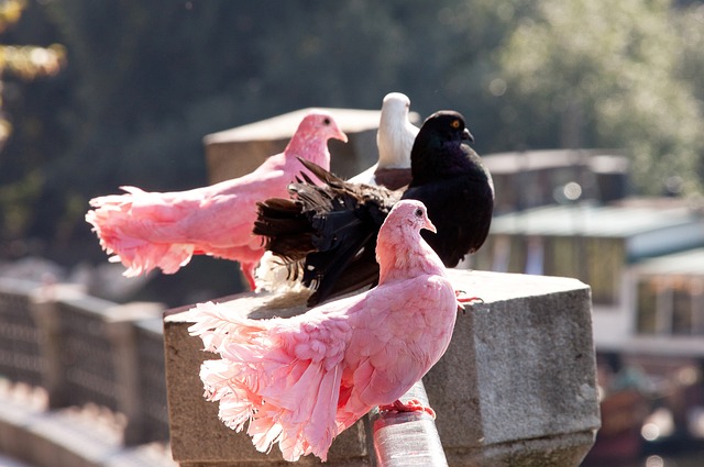 包括游击战 包括游击战